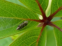 Errastunus ocellaris