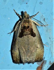 Olethreutes punctanum