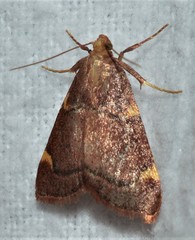 Hypsopygia thymetusalis