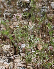 Trifolium obtusiflorum
