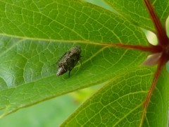 Errastunus ocellaris