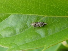 Errastunus ocellaris