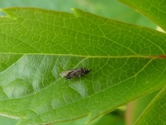 Errastunus ocellaris