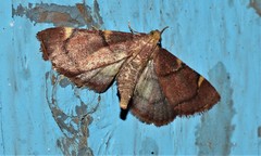 Hypsopygia thymetusalis