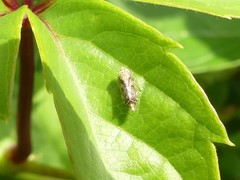 Errastunus ocellaris