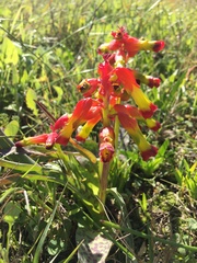Lachenalia quadricolor