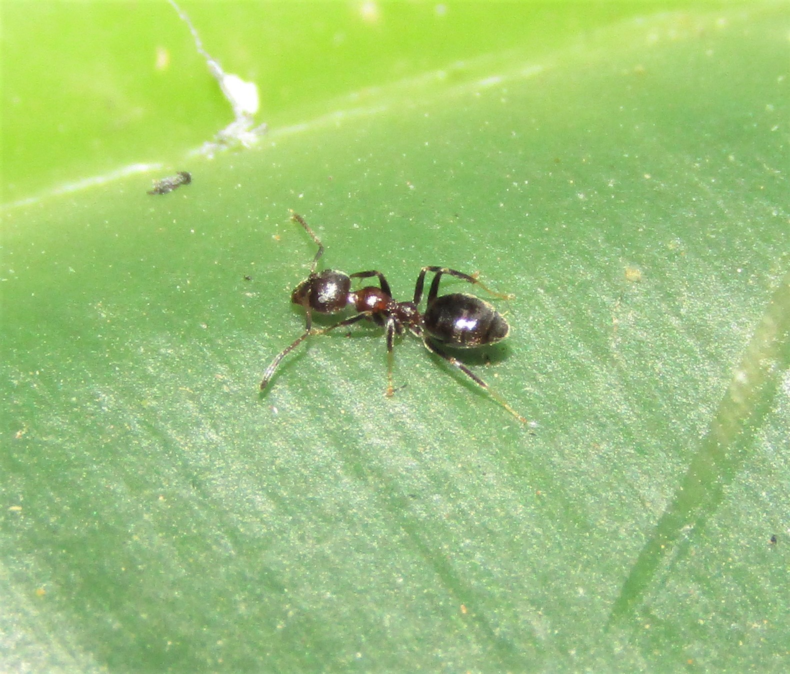 Axinidris tridens