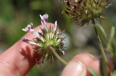 Trifolium obtusiflorum