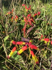 Lachenalia quadricolor