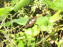 Pseudacraea lucretia tarquinea