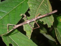 Mnesilochus palawanicus