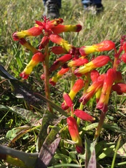 Lachenalia quadricolor