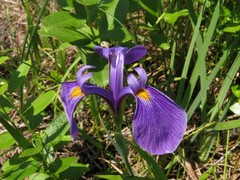 Iris tridentata