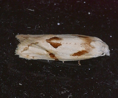 Aethes seriatana