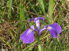 Iris tridentata