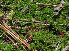 Pyxidanthera barbulata