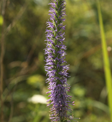 Veronica orchidea