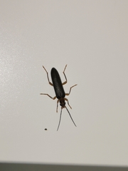 Nacerdes carniolica