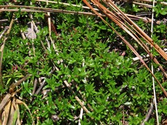 Pyxidanthera barbulata