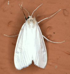 Rupela tinctella