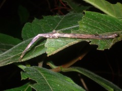 Mnesilochus palawanicus