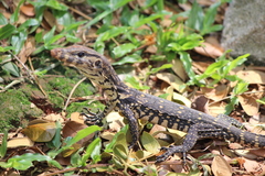 Varanus salvator bivittatus