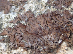 Anaptychia runcinata