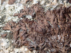 Anaptychia runcinata