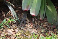 Varanus salvator bivittatus