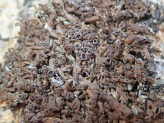 Anaptychia runcinata