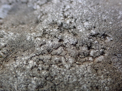 Circinaria leprosescens