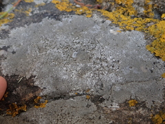 Circinaria leprosescens