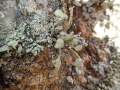 Ramalina siliquosa