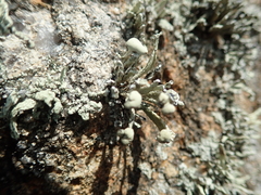Ramalina siliquosa