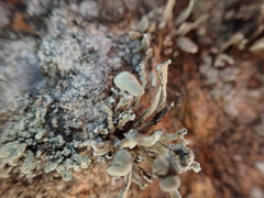 Ramalina siliquosa