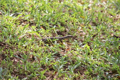 Varanus salvator bivittatus