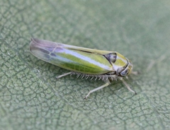 Alebra albostriella