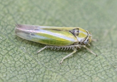 Alebra albostriella