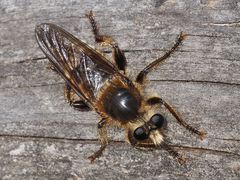 Laphria gibbosa