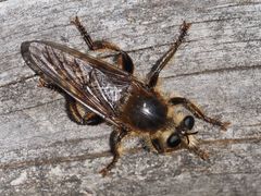 Laphria gibbosa