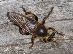 Laphria gibbosa