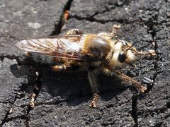 Laphria gibbosa