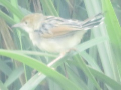 Cisticola marginatus