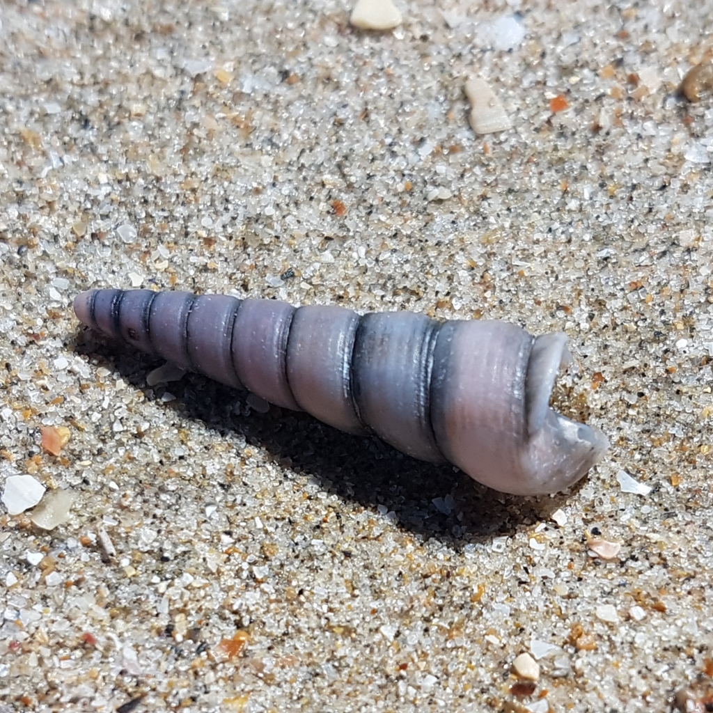 Auger Shell