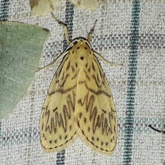 Pseudobarsine bombdilensis