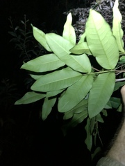 Flindersia bennettii