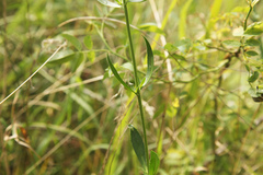 Veronica orchidea