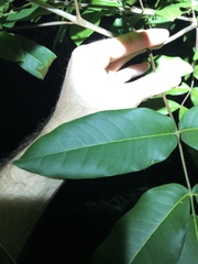 Flindersia bennettii