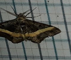 Harutalcis vialis