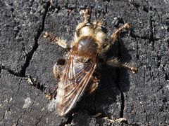 Laphria gibbosa